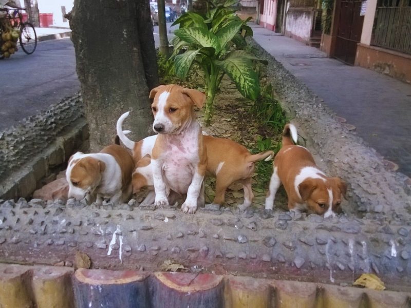 Dogs